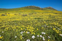 Postberg Nature Reserve