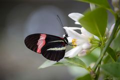 Postbote an Zitronenblüte