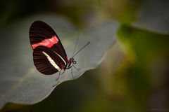 Postbote auf Blatt