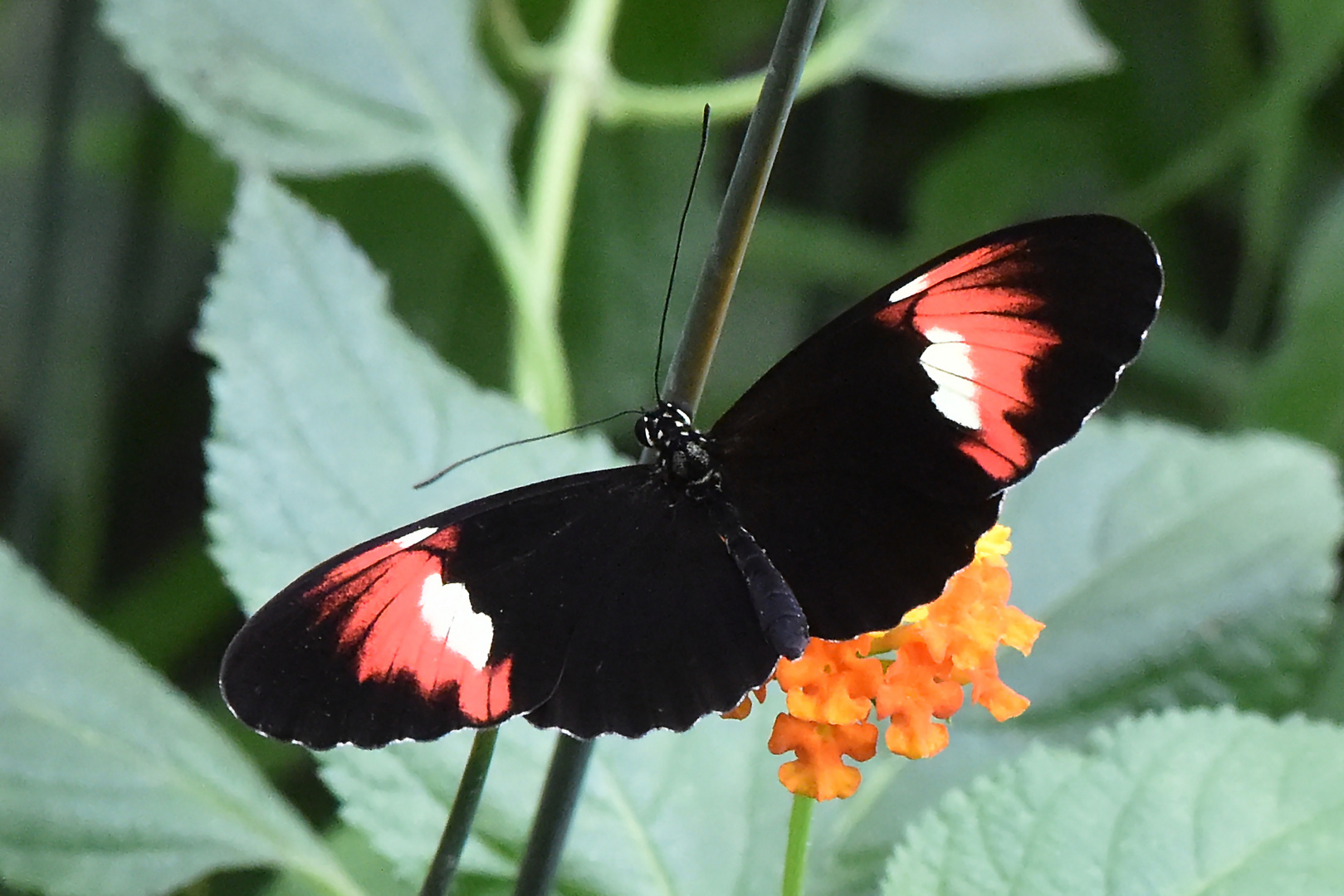 Postbote - Heliconius cydno x Heliconius melpomene Hybrid