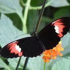 Postbote - Heliconius cydno x Heliconius melpomene Hybrid