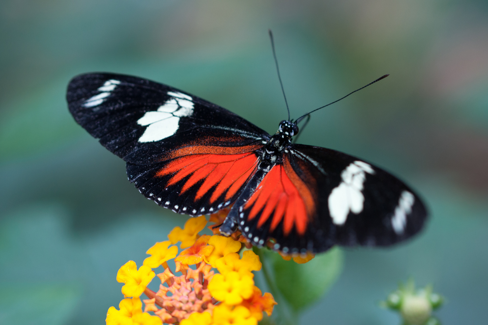 Postbote-Heliconius melpomeme