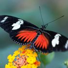 Postbote-Heliconius melpomeme