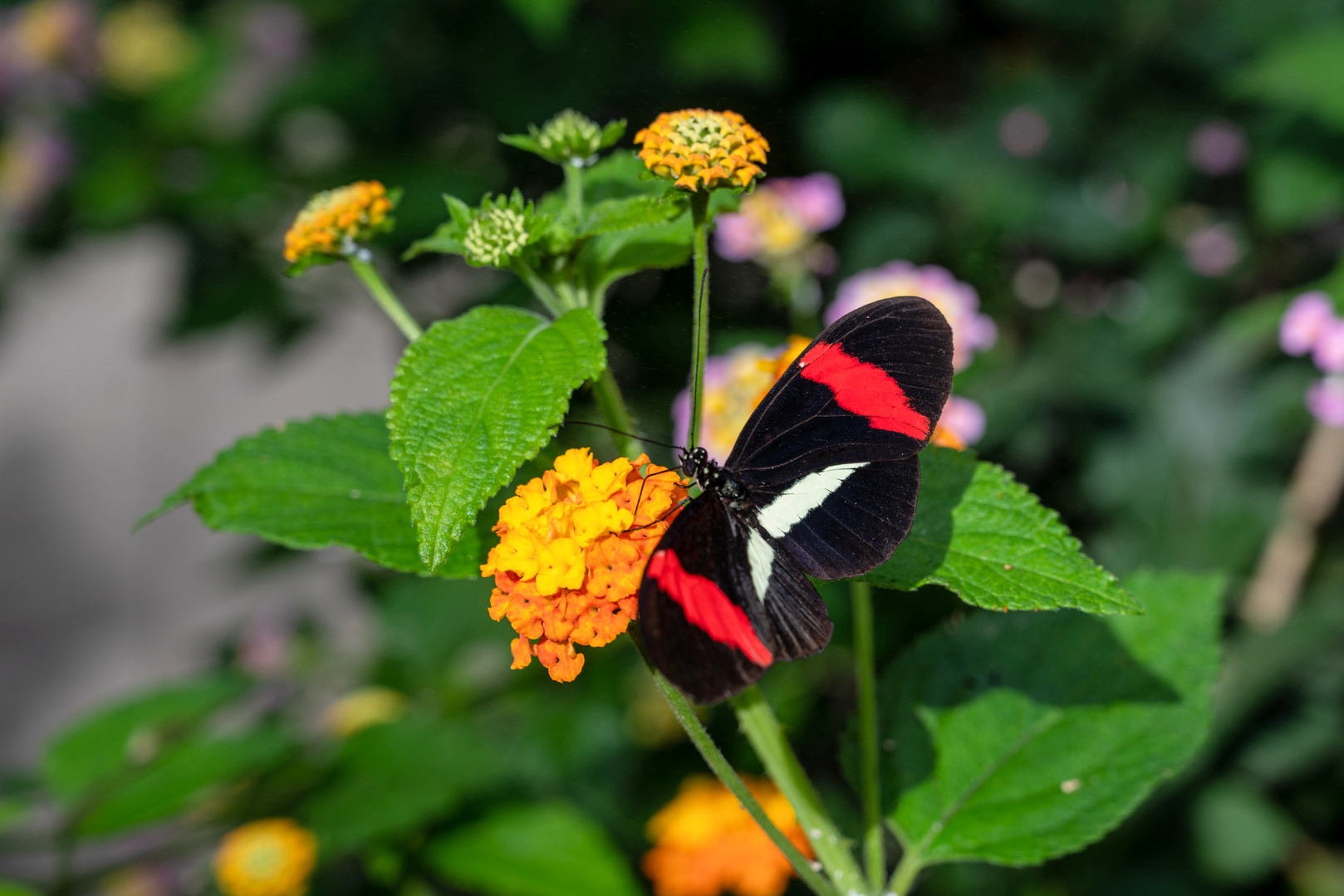 Postbote (Heliconius melpomene)