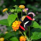 Postbote (Heliconius melpomene)