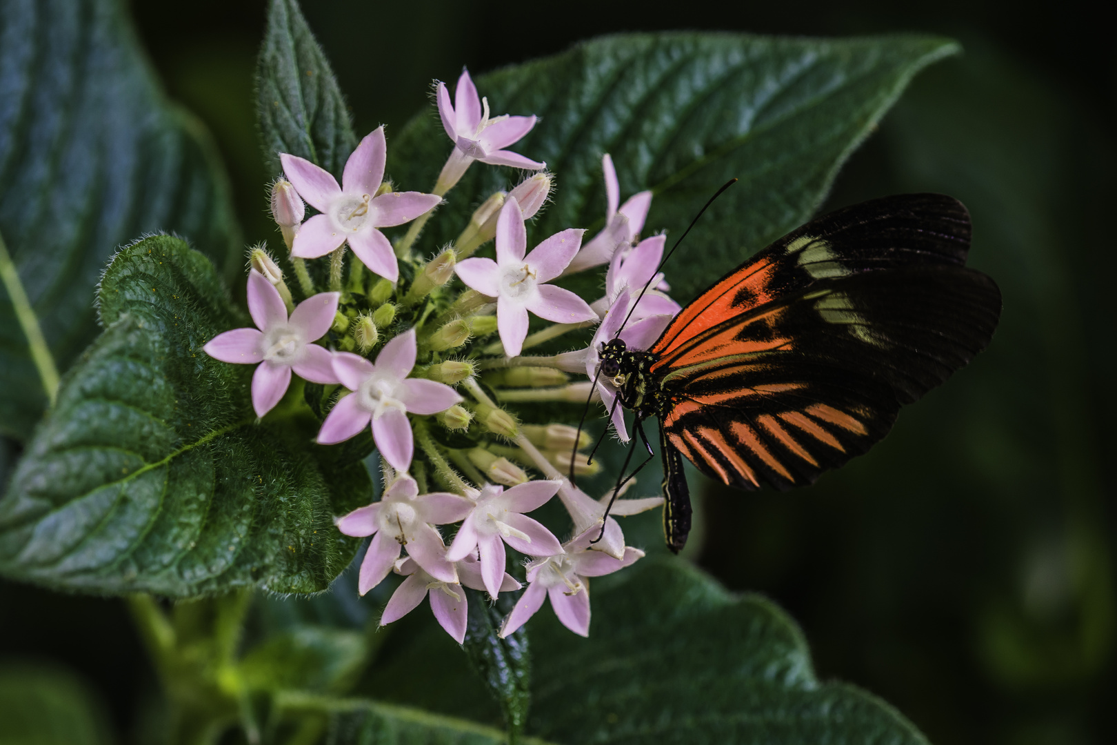 Postbote (Heliconius melpomene)