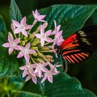 Postbote (Heliconius melpomene)