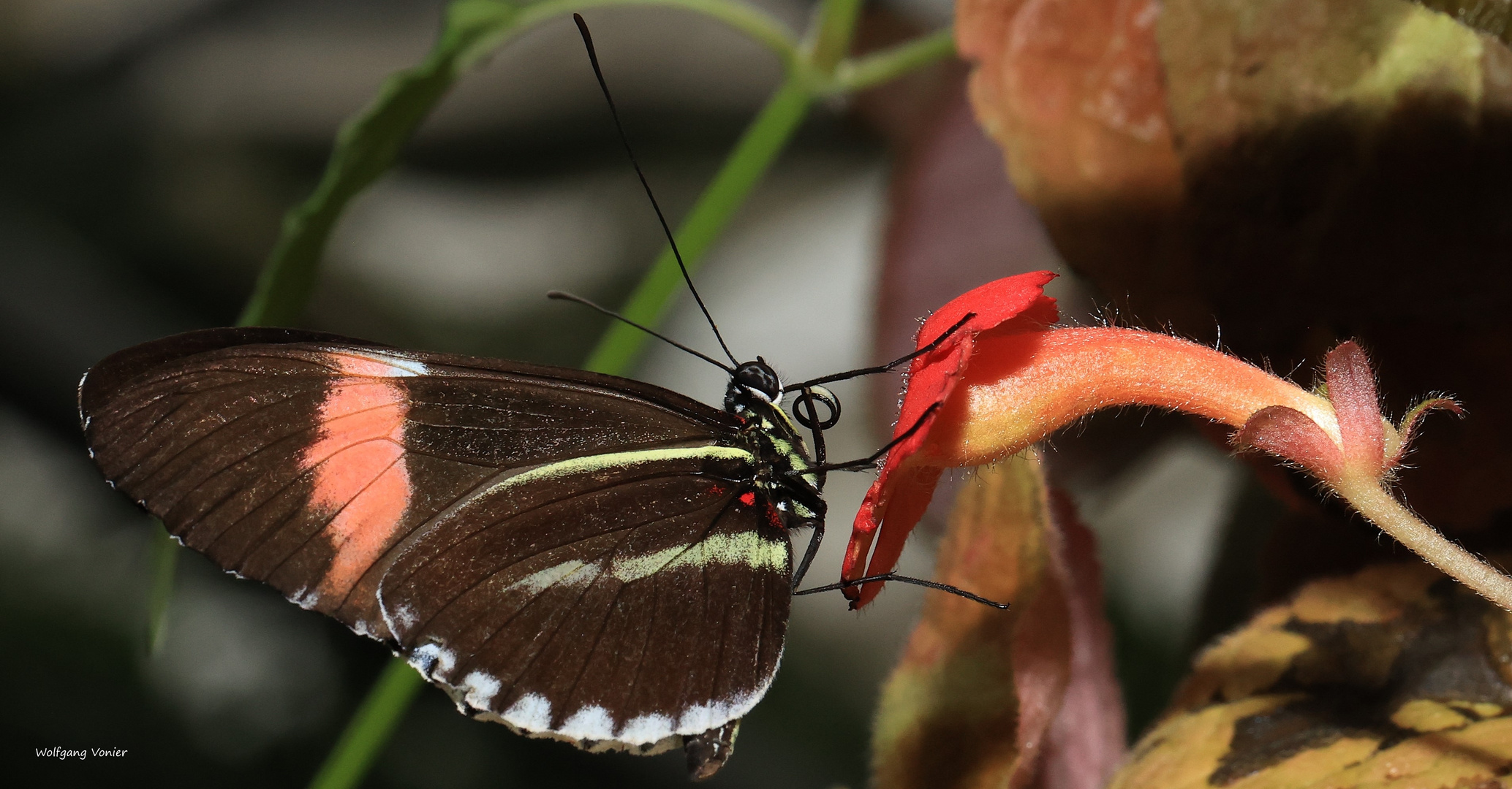 Postbote Heliconius melpomene
