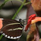 Postbote Heliconius melpomene