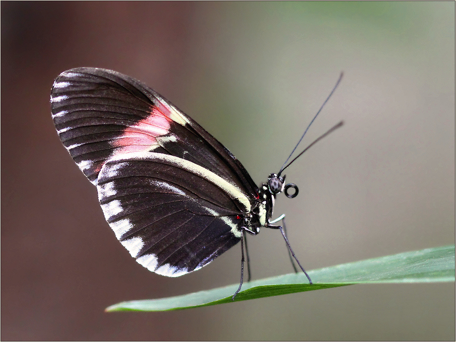 Postbote (Heliconius melpomene cythera)