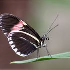 Postbote (Heliconius melpomene cythera)