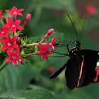 Postbote (Heliconius melpomene)