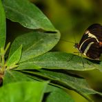 Postbote, Heliconius melpomene (oder erato?)