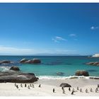 Postcard 04: Penguin Colony Boulders