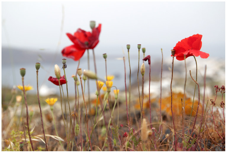 postcard from santorin :neun