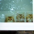 Poster kittens