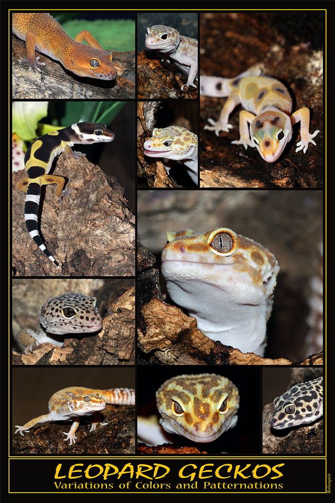 Posterentwurf "Leopard Geckos"