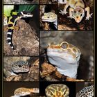 Posterentwurf "Leopard Geckos"