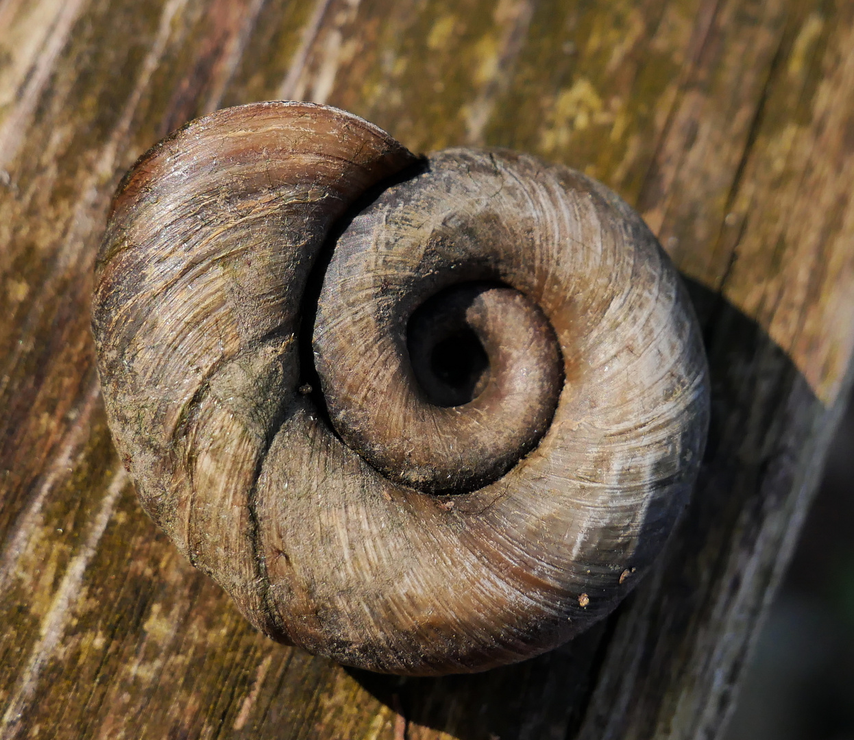 Posthornschnecke 