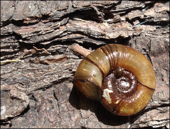 Posthornschnecke