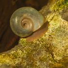 Posthornschnecke