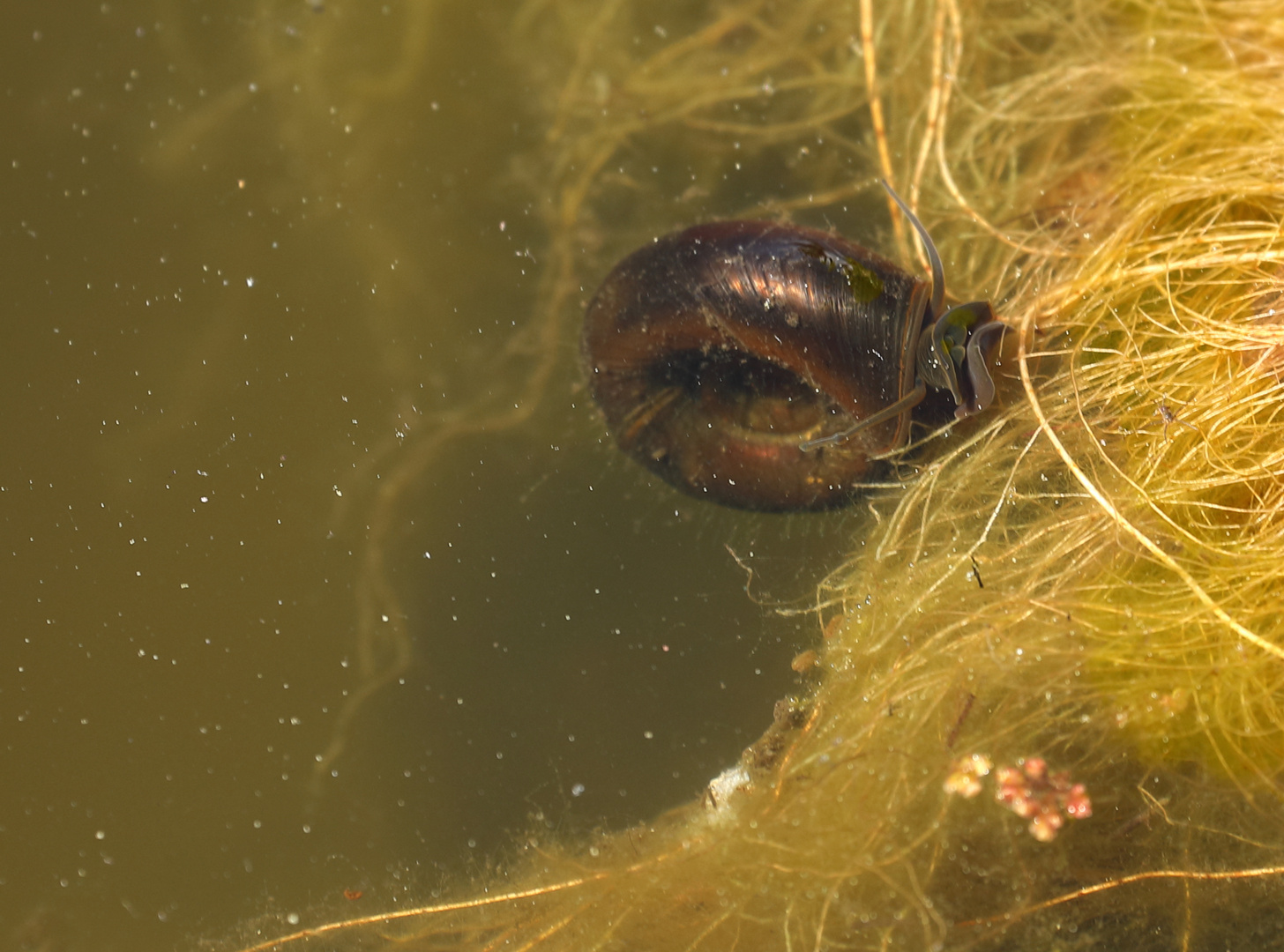 Posthornschnecke