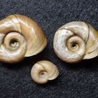 Posthornschnecke Planorbis corneus