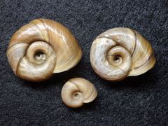 Posthornschnecke Planorbis corneus