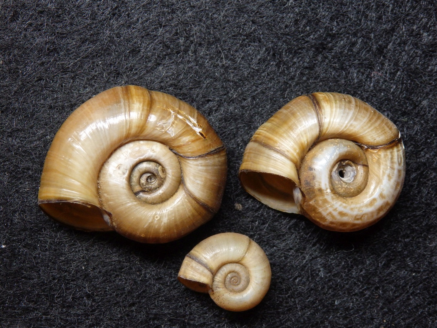 Posthornschnecke Planorbis corneus