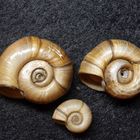 Posthornschnecke Planorbis corneus