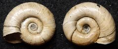 Posthornschnecke Planorbis corneus