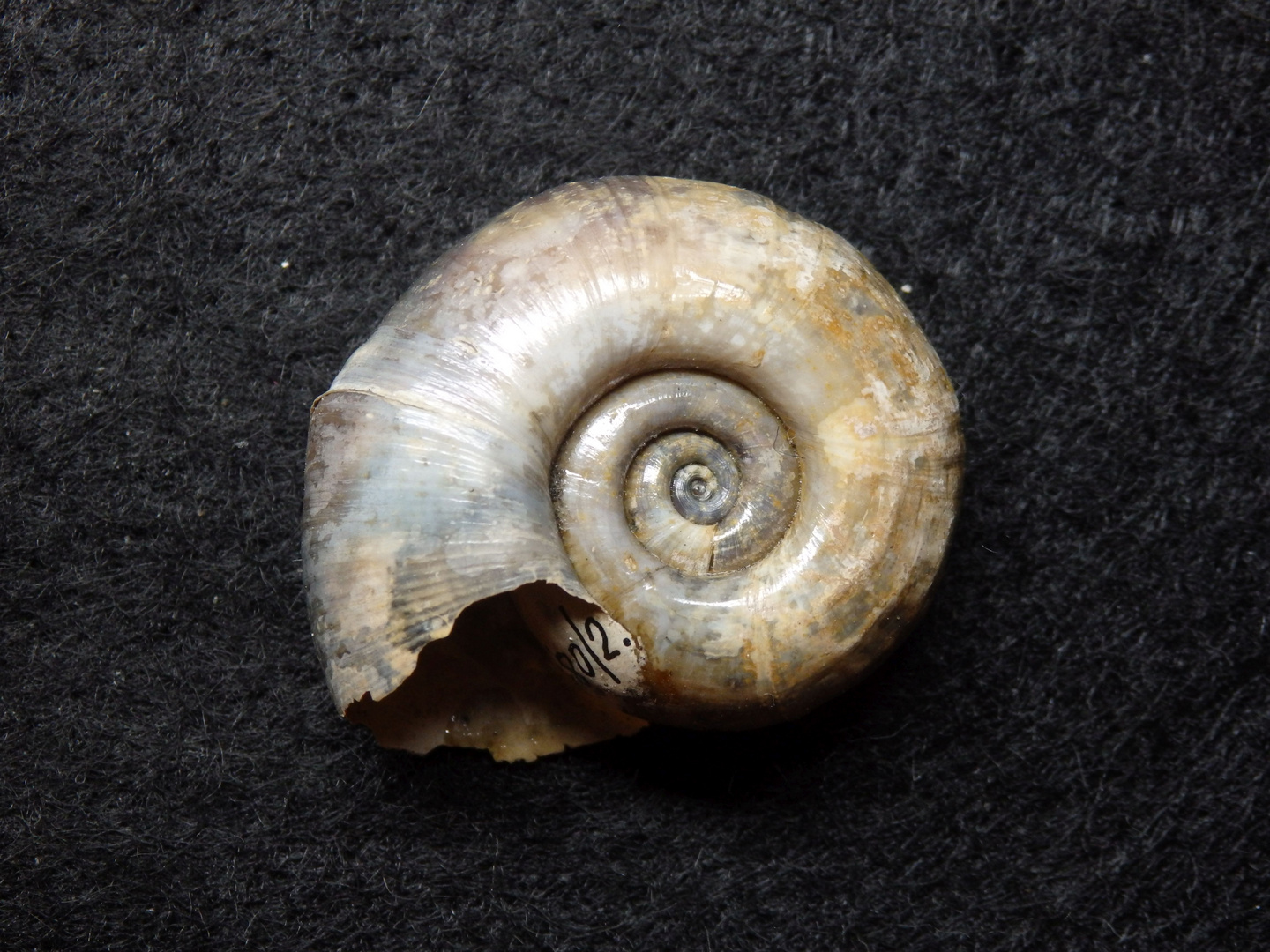 Posthornschnecke Planorbis corneus