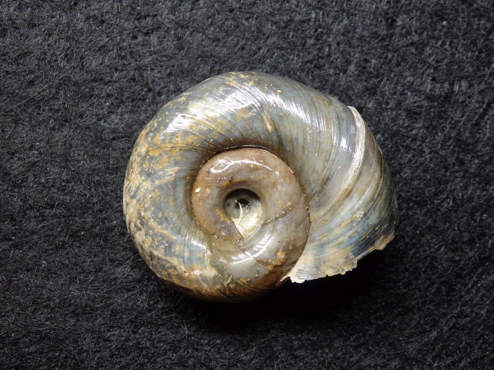 Posthornschnecke Planorbis corneus