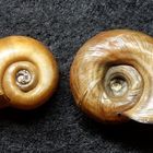 Posthornschnecke Planorbis corneus