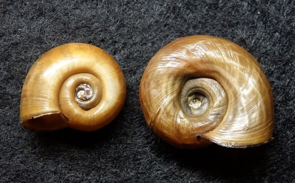 Posthornschnecke Planorbis corneus