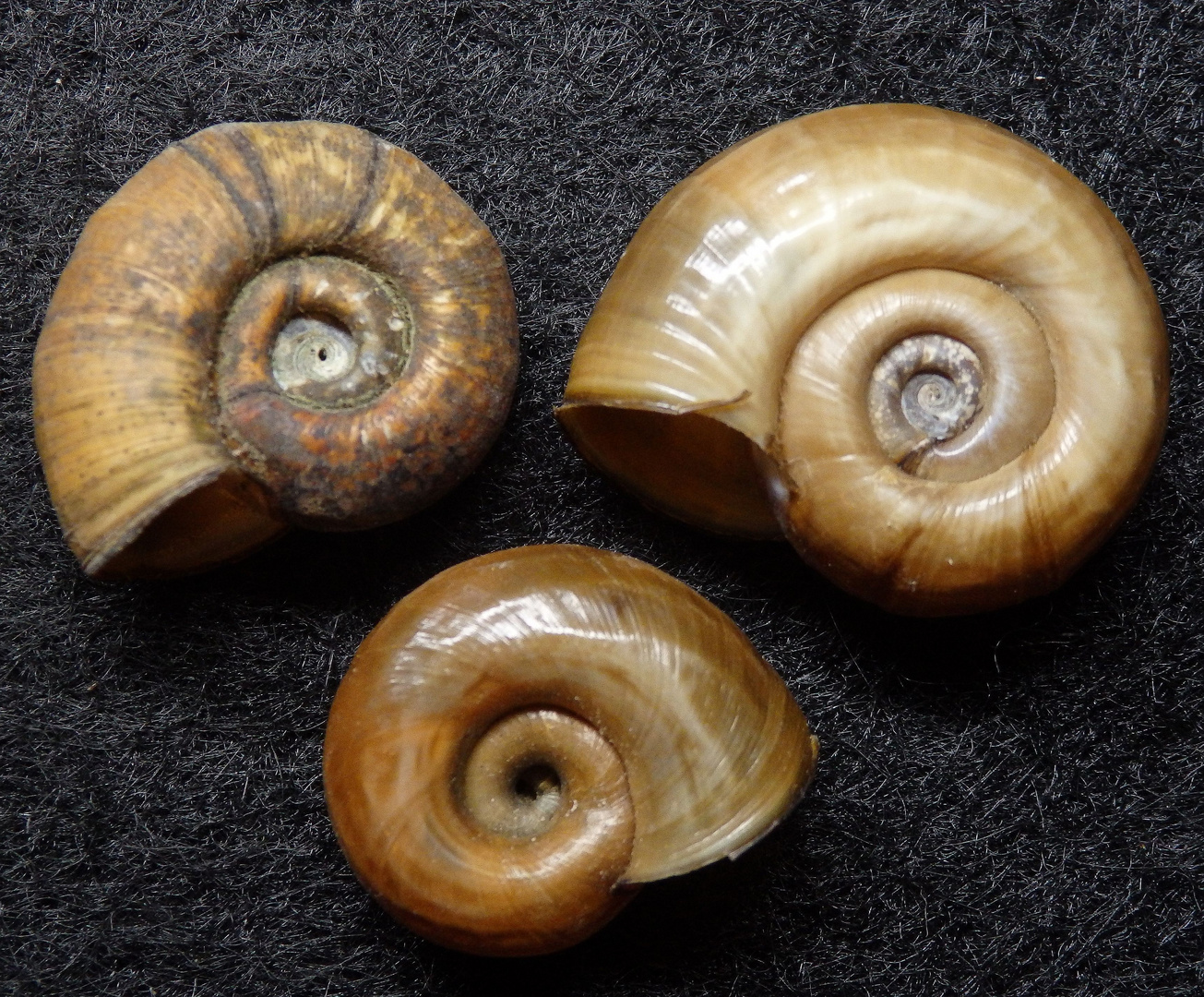 Posthornschnecke Planorbis corneus