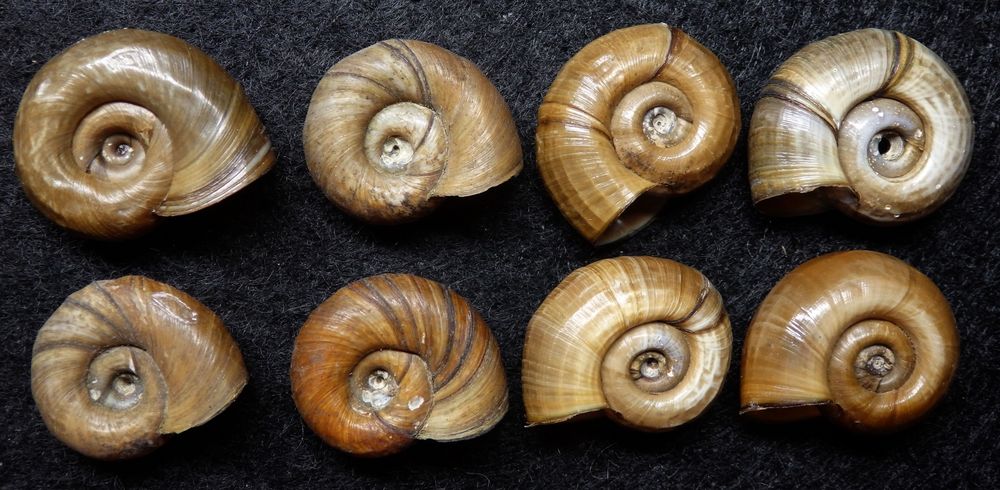 Posthornschnecke Planorbis corneus