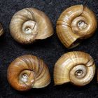 Posthornschnecke Planorbis corneus