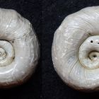 Posthornschnecke Planorbis corneus