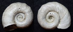 Posthornschnecke Planorbis corneus