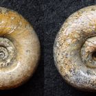 Posthornschnecke Planorbis corneus