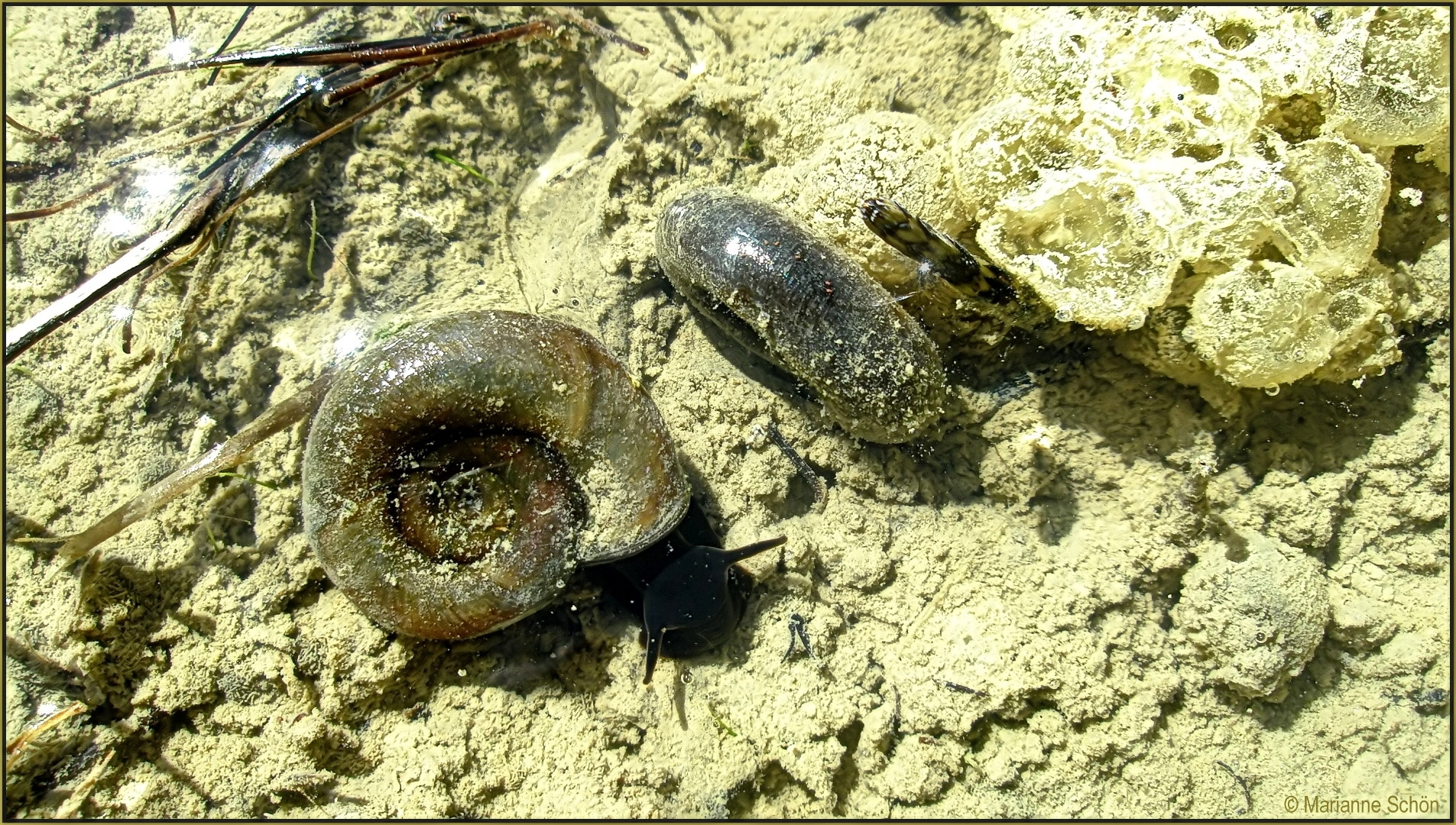 ...Posthornschnecke...Planorbarius corneus...