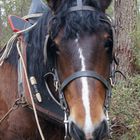 postier breton - repos après l'effort