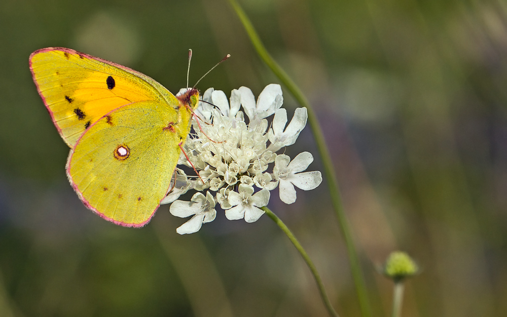 Postillion (Colias crocea)