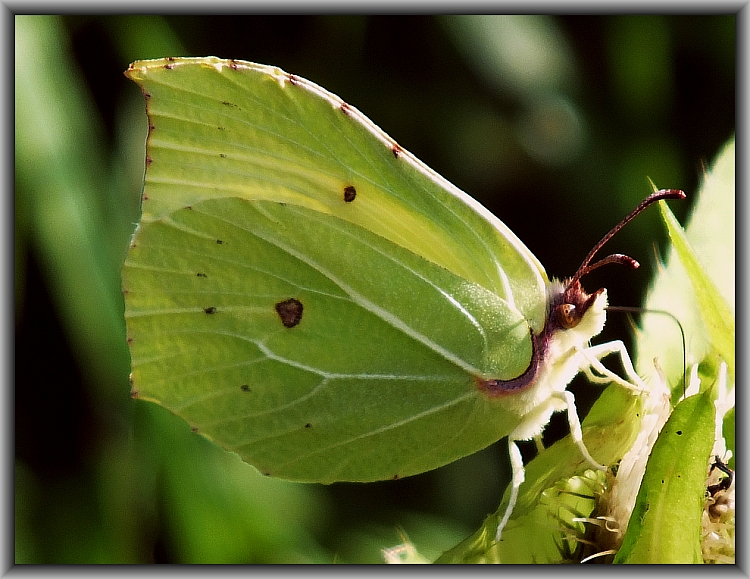 Postillion (Colias crocea)