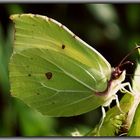 Postillion (Colias crocea)