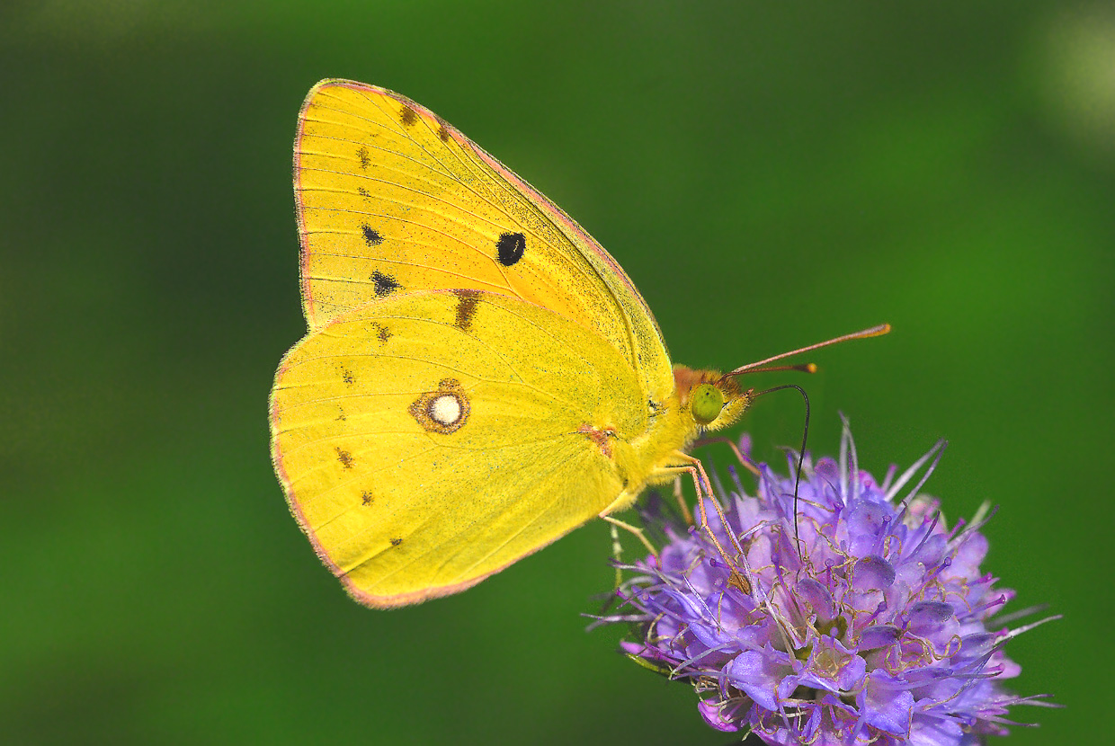 Postillion (Colias crocea)