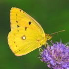 Postillion (Colias crocea)