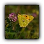 Postillion (Colias crocea)