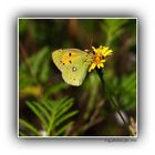 Postillion (Colias crocea)